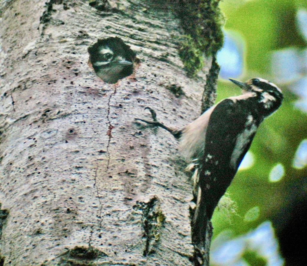 Hairy Woodpecker, adult female and juvenile by K Schneider is licensed under CC BY-NC 2.0